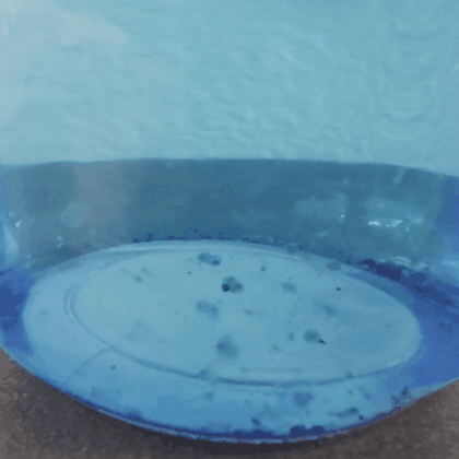 Fish Egg Hatchery Wide Mouth Lid (Lid Only)