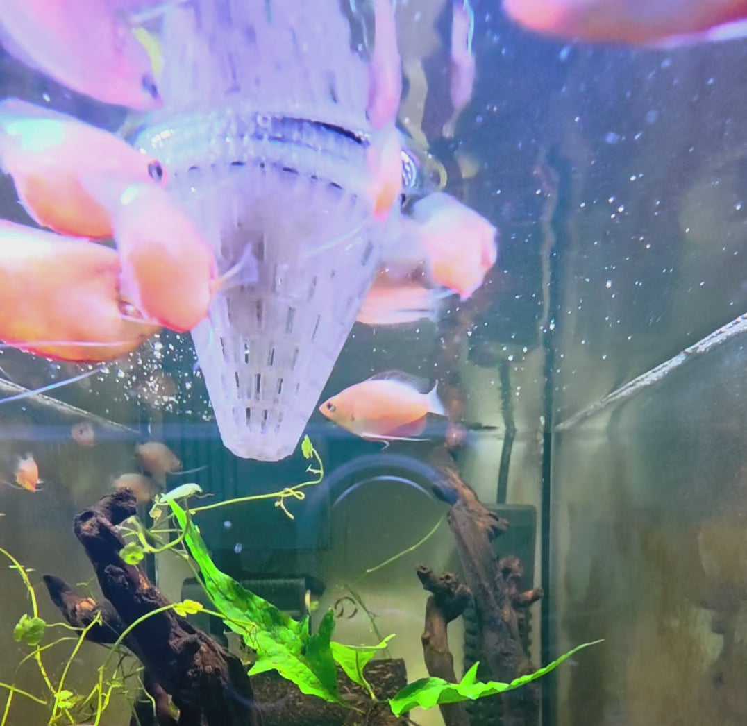 Cone Feeder FLOATING - Small